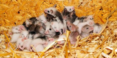 muizenoverlast in de boot voorkomen